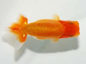 楽友らんちう会 勧進元一 渋澤卓也 豊島 楽友らんちう会 勧進元一 渋澤卓也 豊島