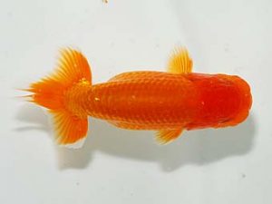 楽友らんちう会 勧進元二 吉川宗夫 川島町 楽友らんちう会 勧進元二 吉川宗夫 川島町