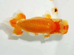 楽友らんちう会 行司一 渋澤卓也 豊島 楽友らんちう会 行司一 渋澤卓也 豊島