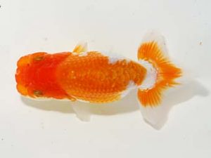 楽友らんちう会 行司二 目黒康弘 足立 楽友らんちう会 行司二 目黒康弘 足立