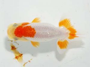 楽友らんちう会 行司三 黒脛巾浩之 相馬 楽友らんちう会 行司三 黒脛巾浩之 相馬