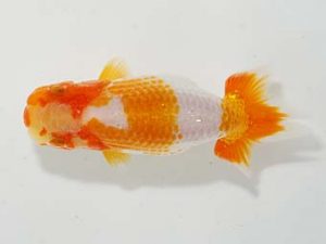 楽友らんちう会 脇行司一 小串章生 横浜 楽友らんちう会 脇行司一 小串章生 横浜