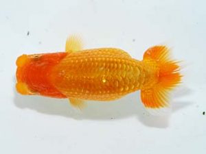 楽友らんちう会 脇行司二 小串章生 横浜 楽友らんちう会 脇行司二 小串章生 横浜