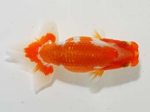 楽友らんちう会 西大関 森山禎紀 足立 楽友らんちう会 西大関 森山禎紀 足立