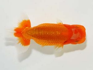 楽友らんちう会 取締一 木村文夫 水元 楽友らんちう会 取締一 木村文夫 水元