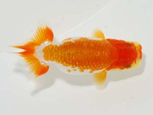 楽友らんちう会 取締二 森山禎紀 足立 楽友らんちう会 取締二 森山禎紀 足立