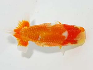 楽友らんちう会 東関脇 渋澤卓也 豊島 楽友らんちう会 東関脇 渋澤卓也 豊島