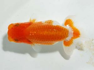 楽友らんちう会 西関脇 伊藤征夫 堀切 楽友らんちう会 西関脇 伊藤征夫 堀切