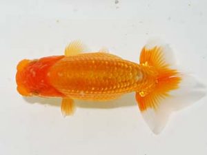 楽友らんちう会 東小結 森山禎紀 足立 楽友らんちう会 東小結 森山禎紀 足立