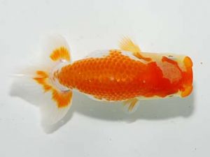 楽友らんちう会 西小結 目黒康弘 足立 楽友らんちう会 西小結 目黒康弘 足立