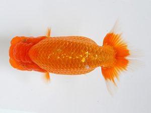 研究会　西大関　津島洋介（西条）
