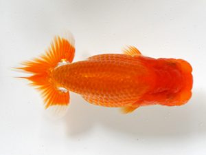 研究会　立行司　佐々木勝利（松山）