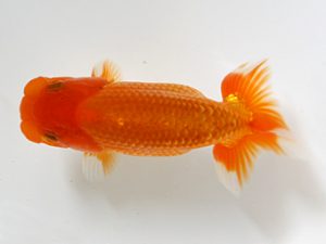 研究会　取締一　佐々木勝利（松山）