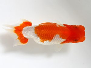 研究会　取締二　井門　圭（砥部）