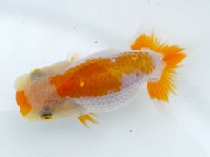 両毛愛魚会　研究会　一位　土屋文雄