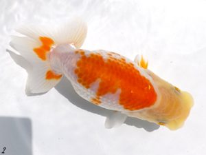 両毛愛魚会　研究会　二位　中村正志