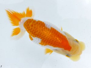 両毛愛魚会　研究会　三位　中村正志