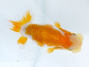 両毛愛魚会　研究会　四位　中村正志