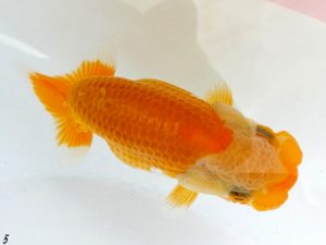 両毛愛魚会　研究会　五位　石田　正