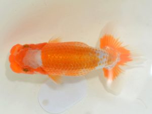 埼玉らんちう会 研究会 勧進元一　渡辺　仁