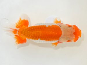 埼玉らんちう会　研究会　西大関　山中静郎