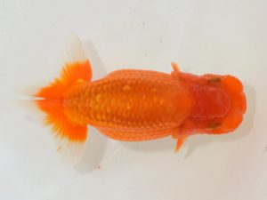 埼玉らんちう会　研究会　立行司　鈴木一男