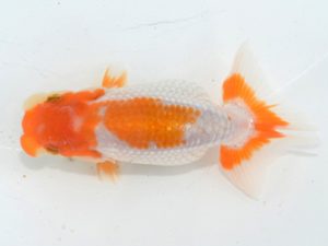 埼玉らんちう会　研究会　取締二　田巻洋一郎