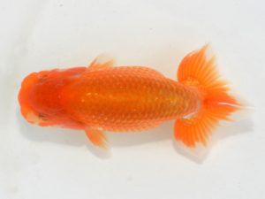 埼玉らんちう会 研究会 東関脇　本山隆史