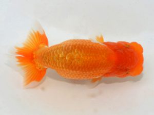 埼玉らんちう会 研究会 東小結　本山隆史