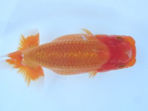 志摩紅鱗会　第三回研究会　西大関　林　万貴　志摩市
