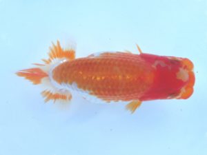 志摩紅鱗会　第三回研究会　立行司　小河　孝　志摩市