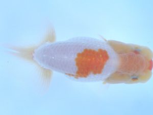 志摩紅鱗会　第三回研究会　取締一　田辺健一　志摩市