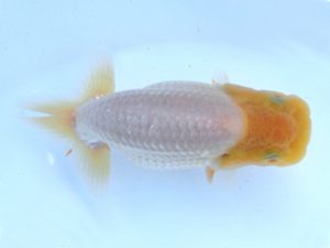 志摩紅鱗会　第三回研究会　取締二　林　万貴　志摩市