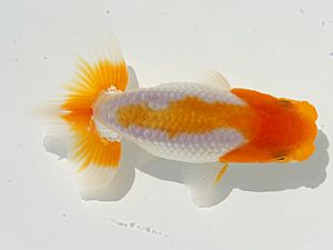 研究会　東大関　中川元吉