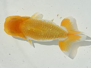 研究会　西大関　横山甲子男