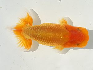 研究会　立行司　中川元吉