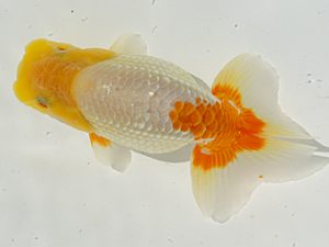 研究会　東取締　村上誠明