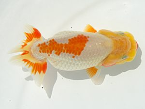 研究会　西取締　渥美晋作