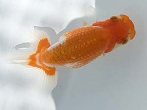 湘南らんちゅう会　研究会　2位　熊澤　誠