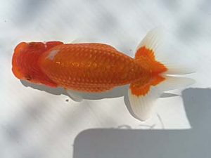 湘南らんちゅう会　研究会　1位　熊澤　誠