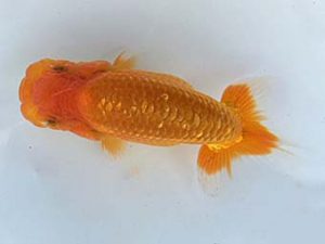 湘南らんちゅう会　研究会　3位　池住　修