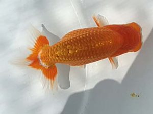 湘南らんちゅう会　研究会　4位　山田勝征