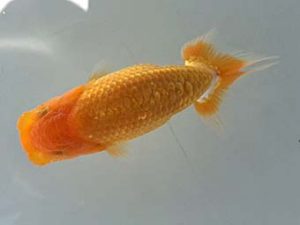 湘南らんちゅう会　研究会　5位　三橋真美