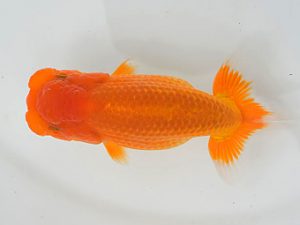 土佐らんちゅう愛好会 東大関 安部順治 土佐らんちゅう愛好会 東大関 安部順治