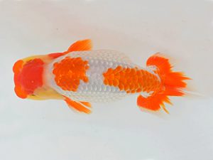 土佐らんちゅう愛好会 西大関 吉成志朗 土佐らんちゅう愛好会 西大関 吉成志朗