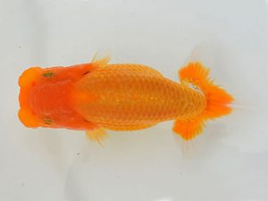 土佐らんちゅう愛好会 西取締 松田豊道 土佐らんちゅう愛好会 西取締 松田豊道