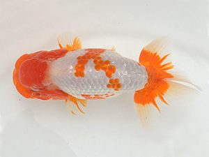 土佐らんちゅう愛好会 東大関 東 隆廣 土佐らんちゅう愛好会 東大関 東 隆廣