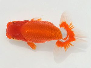 土佐らんちゅう愛好会 西大関 大西 憲 土佐らんちゅう愛好会 西大関 大西 憲