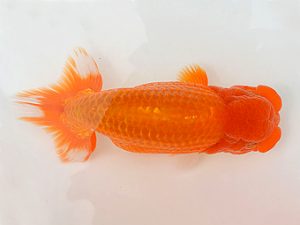 土佐らんちゅう愛好会 立行司 谷澤清隆 土佐らんちゅう愛好会 立行司 谷澤清隆