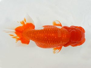 土佐らんちゅう愛好会 東取締 細川隆憲 土佐らんちゅう愛好会 東取締 細川隆憲